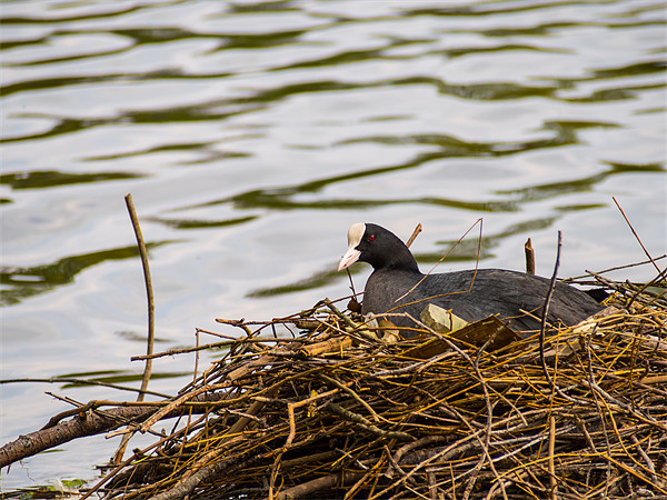 Coot on its Nest Picture Board by Mark Llewellyn