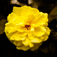 Buy canvas prints of Yellow Rose by Mark Llewellyn