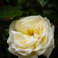 Buy canvas prints of White Rose by Mark Llewellyn