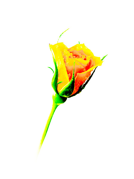 Yellow Rose Picture Board by Mark Llewellyn