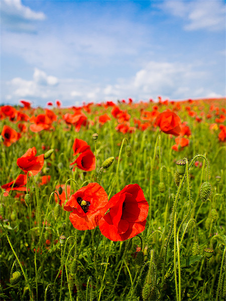 Red Poppies Picture Board by Mark Llewellyn