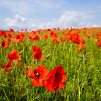 Buy canvas prints of Red Poppies by Mark Llewellyn