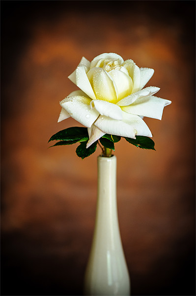 White Rose Picture Board by Mark Llewellyn