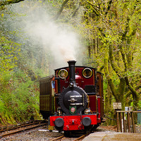 Buy canvas prints of Steam Locomotive Dolgoch, Talyllyn, Wales, UK by Mark Llewellyn