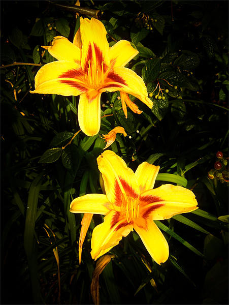 Yellow Lilies Picture Board by Mark Llewellyn
