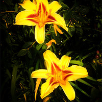 Buy canvas prints of Yellow Lilies by Mark Llewellyn