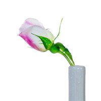 Buy canvas prints of White Rosebud by Mark Llewellyn