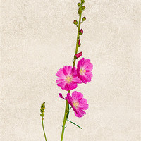 Buy canvas prints of Pink Sidalcea by Mark Llewellyn