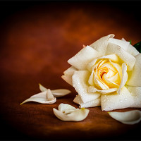 Buy canvas prints of White Rose by Mark Llewellyn