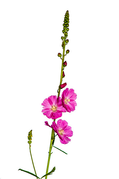Pink Sidalcea Picture Board by Mark Llewellyn