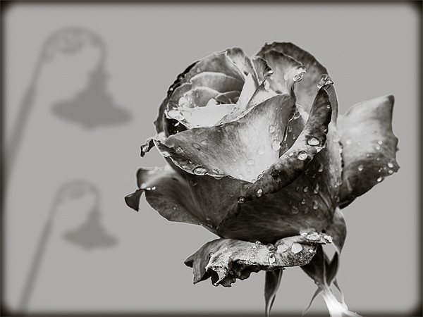 Black and White Rose Picture Board by Mark Llewellyn