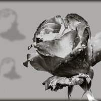 Buy canvas prints of Black and White Rose by Mark Llewellyn