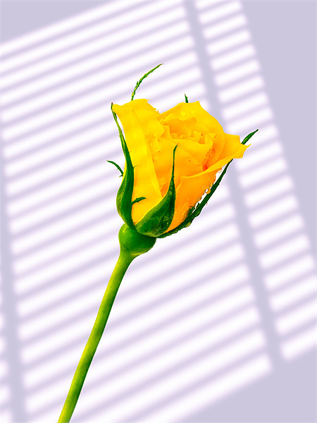 Yellow Rose Picture Board by Mark Llewellyn