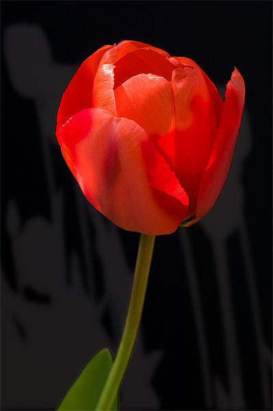 Tulip Shadows Picture Board by Mark Llewellyn