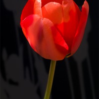 Buy canvas prints of Tulip Shadows by Mark Llewellyn
