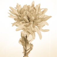 Buy canvas prints of Antique Artificial Flower by Mark Llewellyn