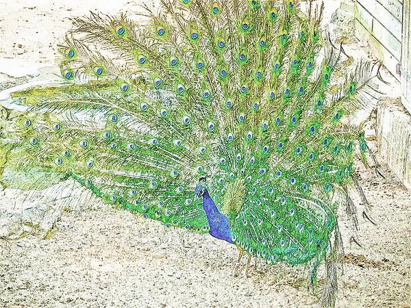 Male Peacock Picture Board by Mark Llewellyn