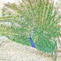 Buy canvas prints of Male Peacock by Mark Llewellyn