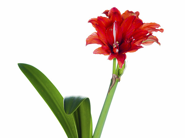 Red Amaryllis Picture Board by Mark Llewellyn