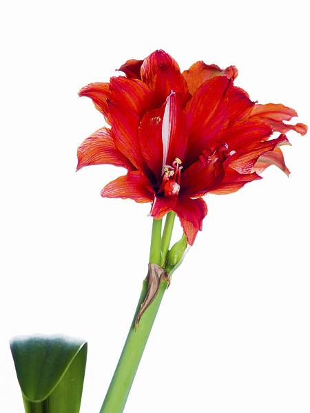 Red Amaryllis Picture Board by Mark Llewellyn