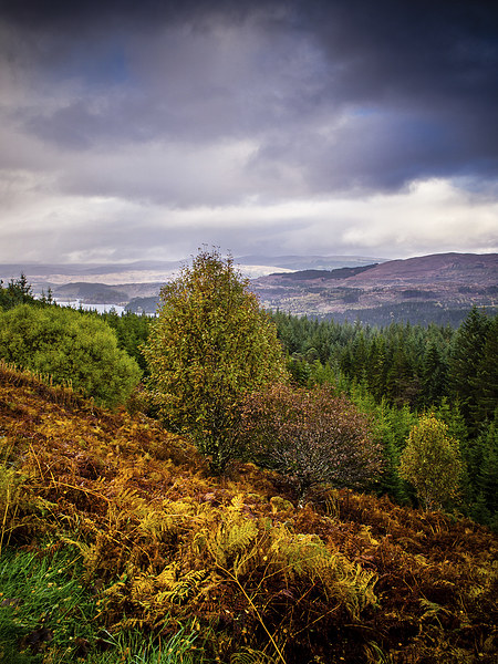 Loch Loyne, Scotland, UK Picture Board by Mark Llewellyn