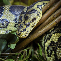 Buy canvas prints of Carpet Python by Mark Llewellyn
