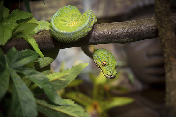 Green Tree Python Picture Board by Mark Llewellyn
