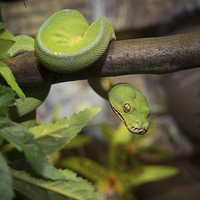 Buy canvas prints of Green Tree Python by Mark Llewellyn