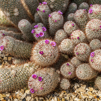 Buy canvas prints of Desert Cactus by Mark Llewellyn