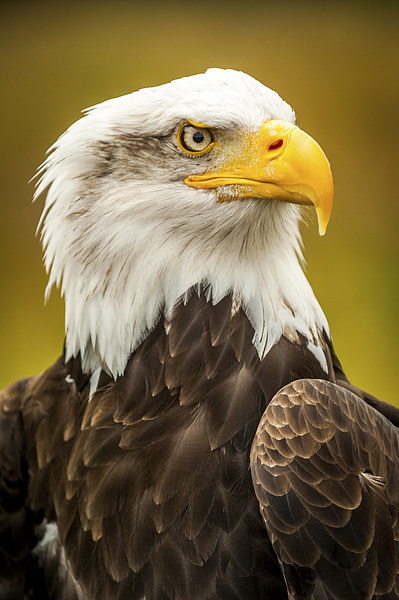 Bald Eagle Picture Board by Mark Llewellyn