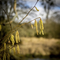 Buy canvas prints of Catkins by Mark Llewellyn