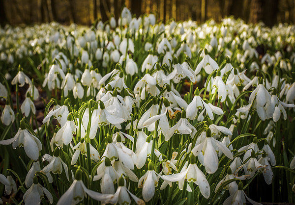 Snowdrops Picture Board by Mark Llewellyn