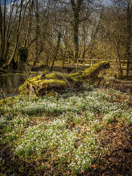 Snowdrop Woods, Welford, Berkshire, England, UK Picture Board by Mark Llewellyn