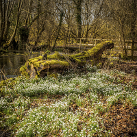 Buy canvas prints of Snowdrop Woods, Welford, Berkshire, England, UK by Mark Llewellyn