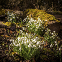 Buy canvas prints of Snowdrops (Galanthus nivalis) by Mark Llewellyn