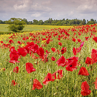 Buy canvas prints of Field of Poppies, Hungerford, Berkshire, England,  by Mark Llewellyn