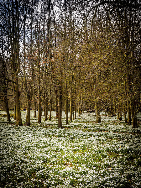 Snowdrop Woods, Welford, Berkshire, England, UK Picture Board by Mark Llewellyn