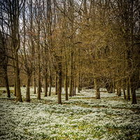 Buy canvas prints of Snowdrop Woods, Welford, Berkshire, England, UK by Mark Llewellyn