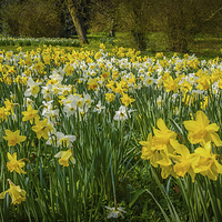 Buy canvas prints of Yellow Daffodils by Mark Llewellyn