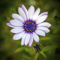 Buy canvas prints of Purple and White Dahlia by Mark Llewellyn