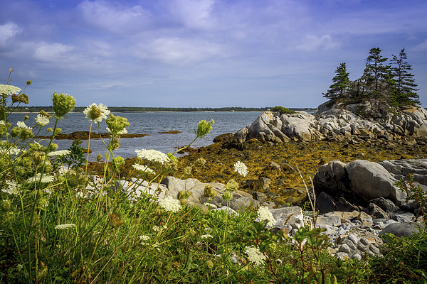 Pleasant Point, Nova Scotia, Canada Picture Board by Mark Llewellyn