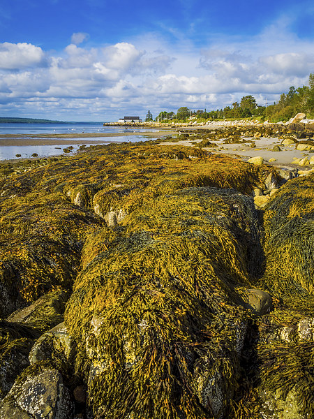 Seaweed on the Beach, Liverpool, Nova Scotia, Cana Picture Board by Mark Llewellyn