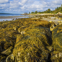 Buy canvas prints of Seaweed on the Beach, Liverpool, Nova Scotia, Cana by Mark Llewellyn