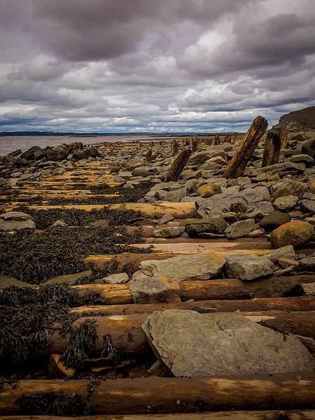 Fossil Cliffs, Joggins, Nova Scotia, Canada Picture Board by Mark Llewellyn
