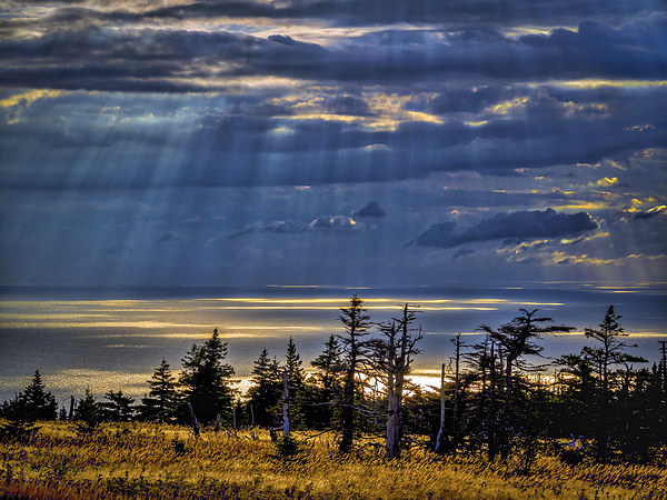 Skyline Trail Evening, Cape Breton, Canada Picture Board by Mark Llewellyn