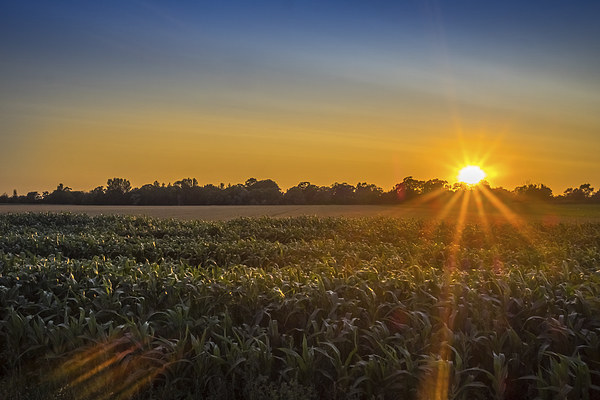 Norfolk Sunset, Norfolk, England, UK Picture Board by Mark Llewellyn