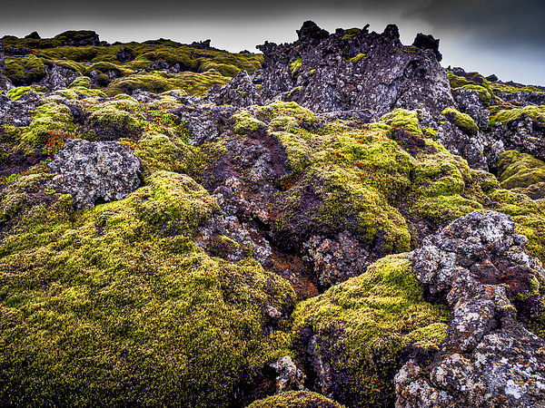 Lichen Outlook, Iceland Picture Board by Mark Llewellyn