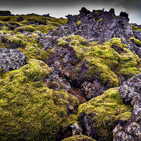Buy canvas prints of Lichen Outlook, Iceland by Mark Llewellyn