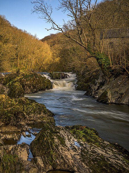 Cenarth Falls, Carmarthenshire, Wales, UK Picture Board by Mark Llewellyn