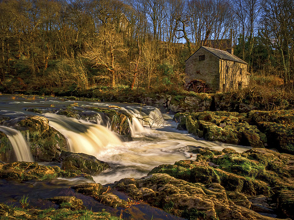 Cenarth Falls and Mill, Carmarthenshire, Wales, UK Picture Board by Mark Llewellyn